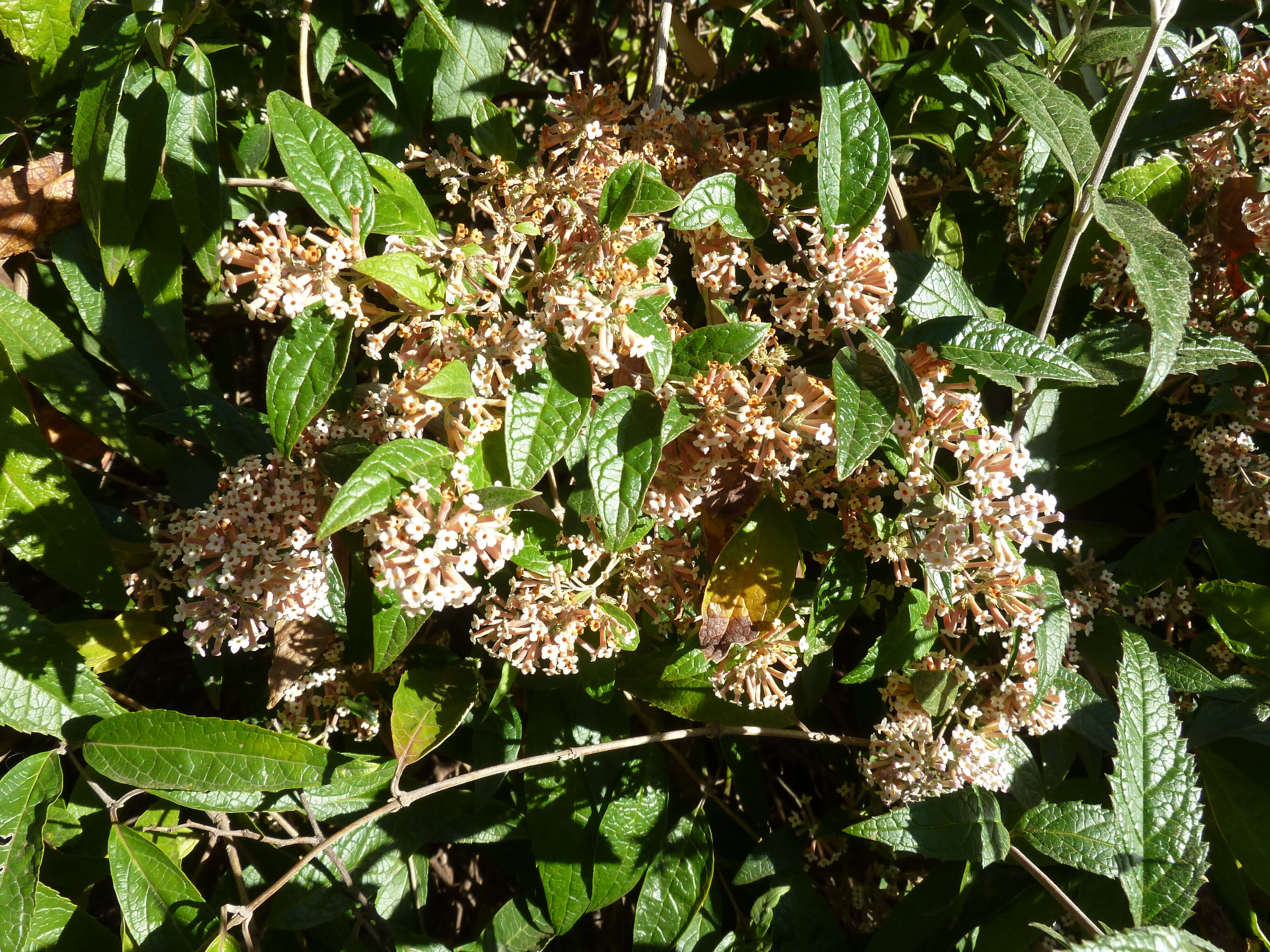 Image of Weeping sage