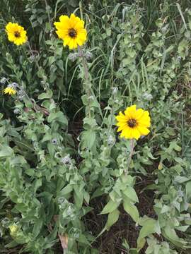 Image of ashy sunflower