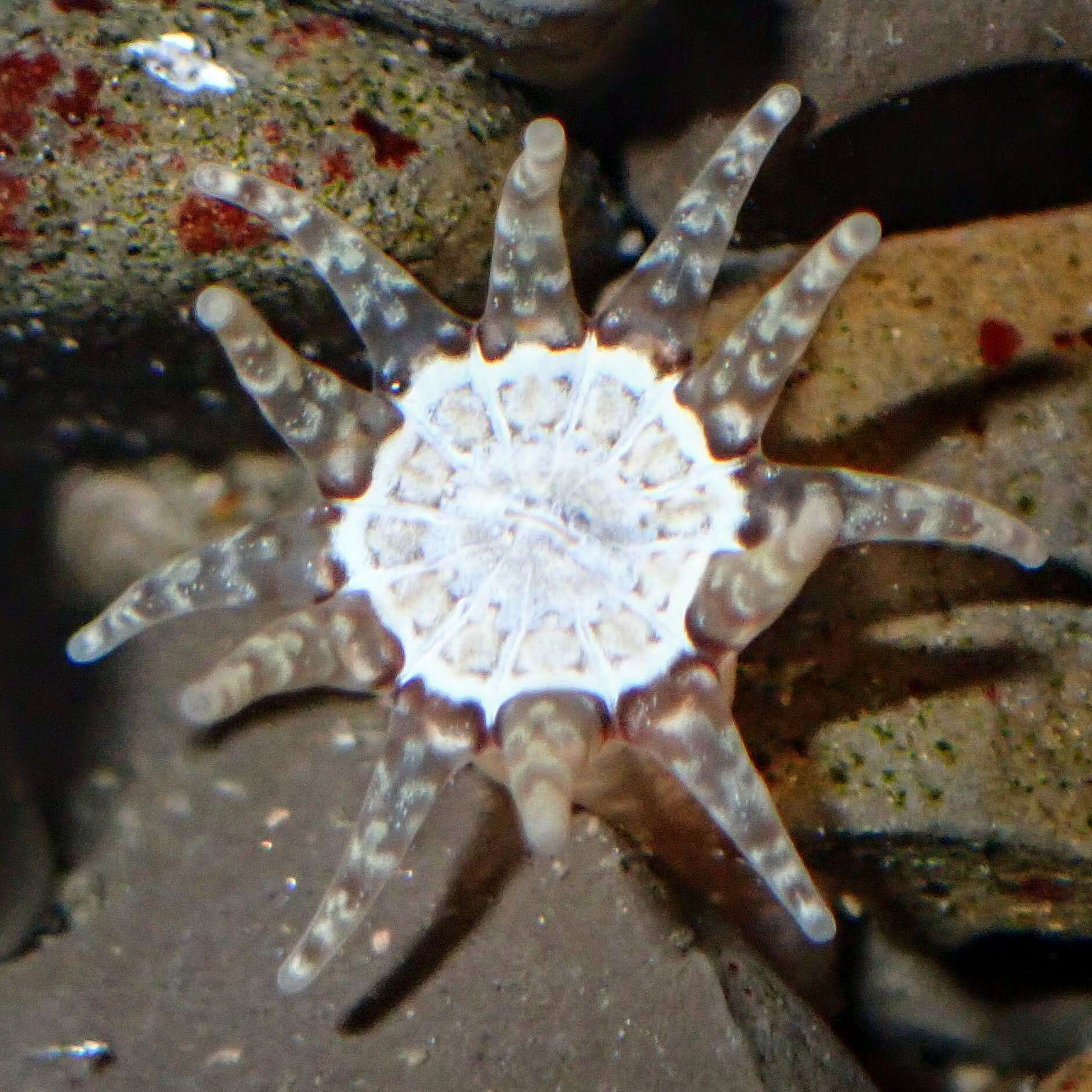 Image of cryptic burrowing anemone