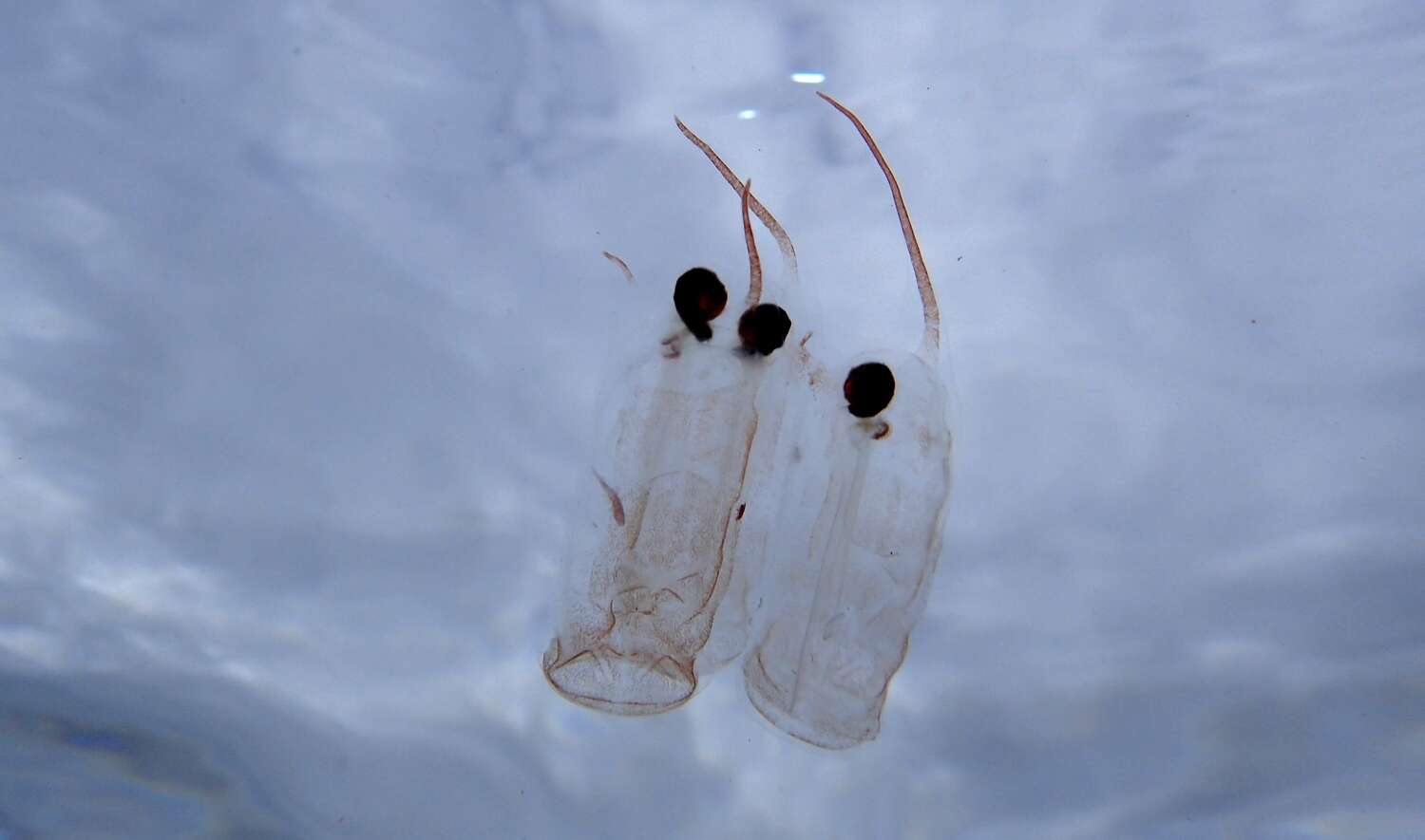 Image of Giant salp