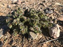 Image of Euphorbia phylloclada Boiss.