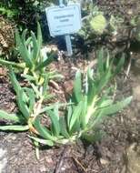 Image of Carpobrotus mellei (L. Bol.) L. Bol.