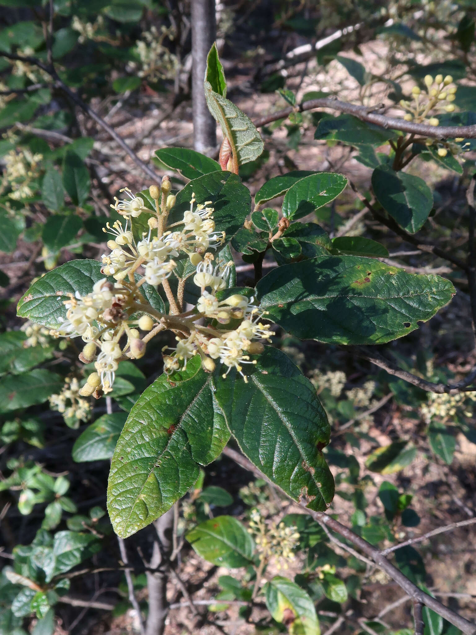 Pomaderris elliptica Labill. resmi