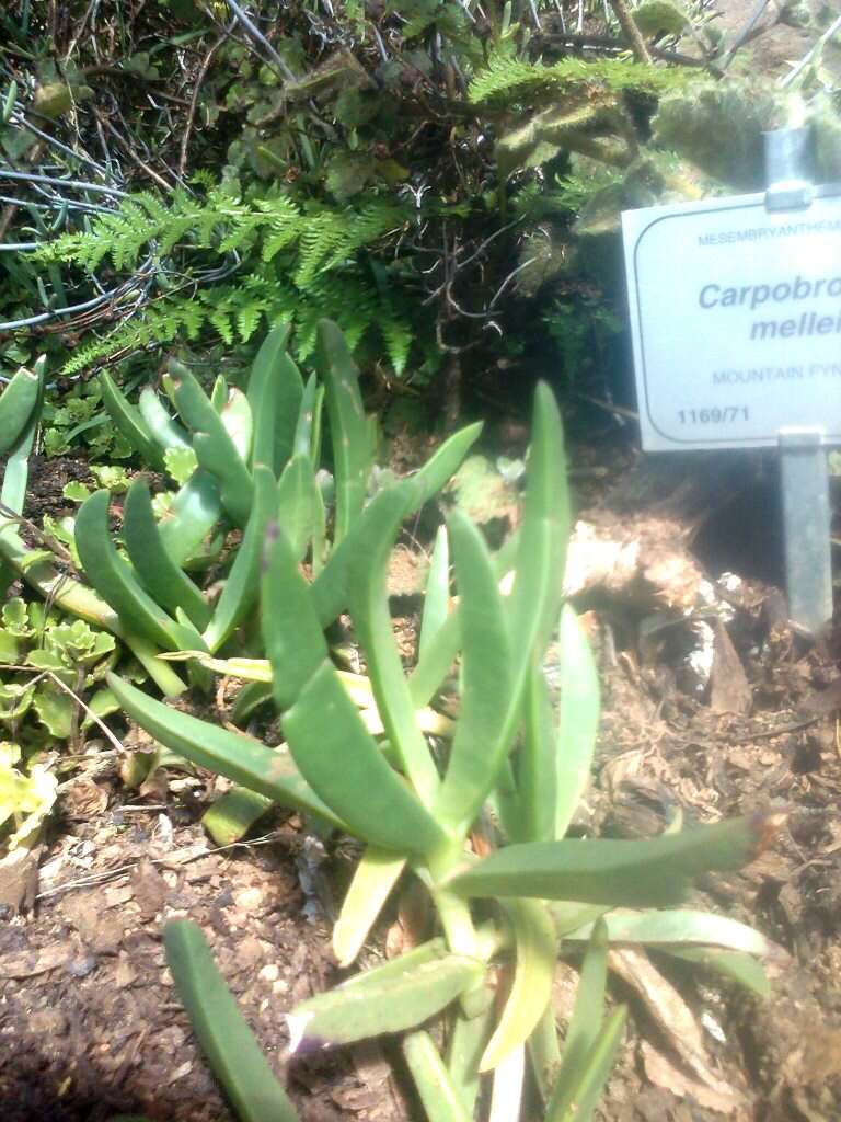 Image of Carpobrotus mellei (L. Bol.) L. Bol.