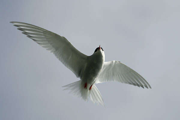 Image of Antarctic Tern