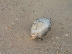 Image of Banded Puffer