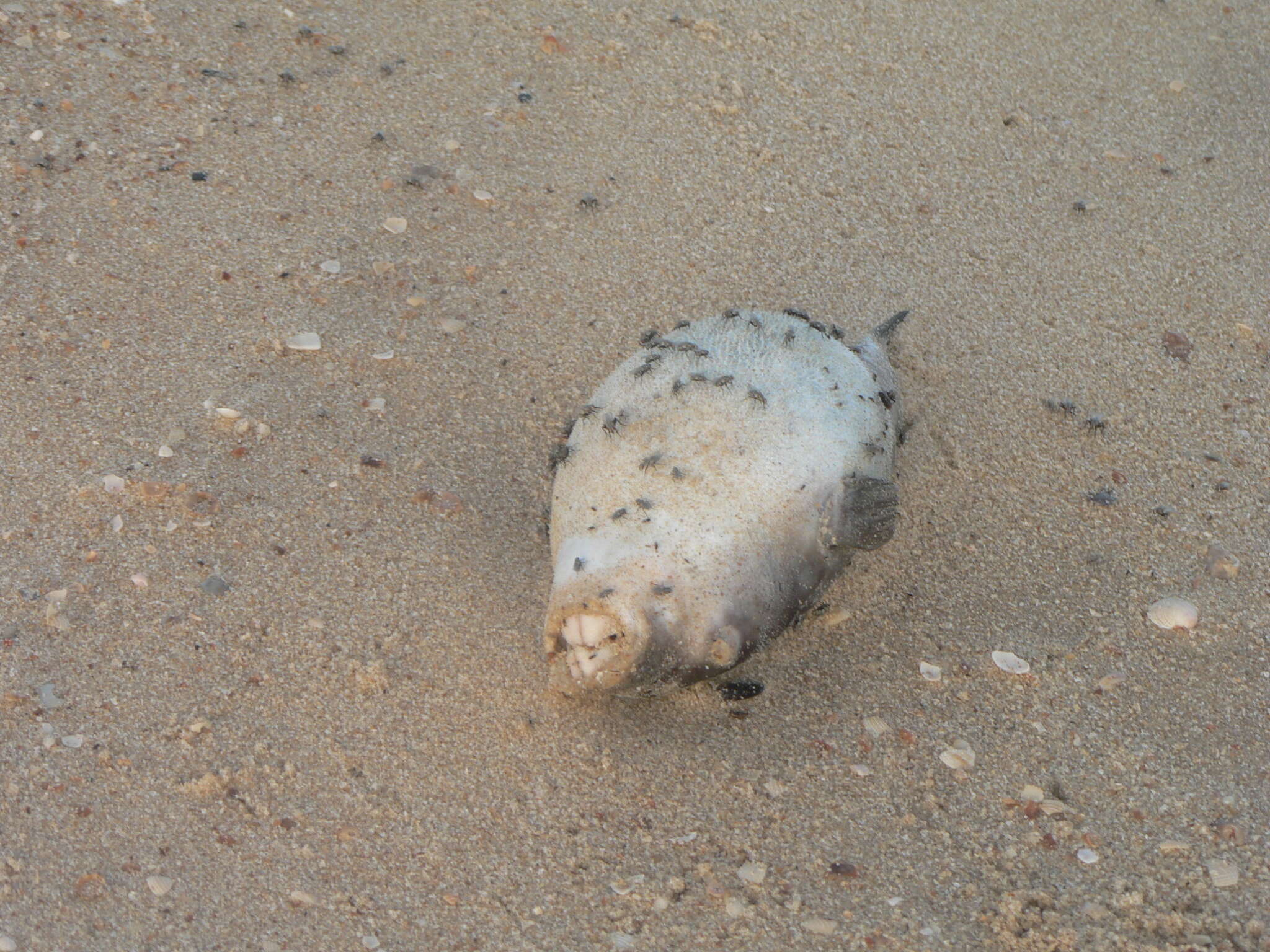 Image of Banded Puffer