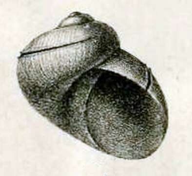 Image of Scissurella jucunda E. A. Smith 1890