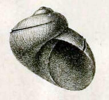 Scissurella jucunda E. A. Smith 1890 resmi