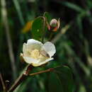 Imagem de Gossypium thurberi Tod.