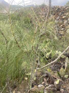 Image of Sonchus capillaris Svent.