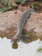 Image of Sonoran Whipsnake