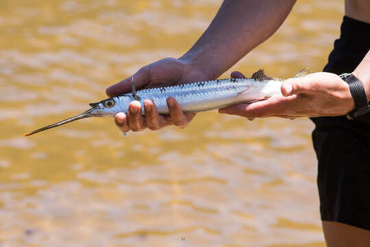 Image of Barred garfish