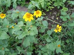 Imagem de Heliopsis annua Hemsl.