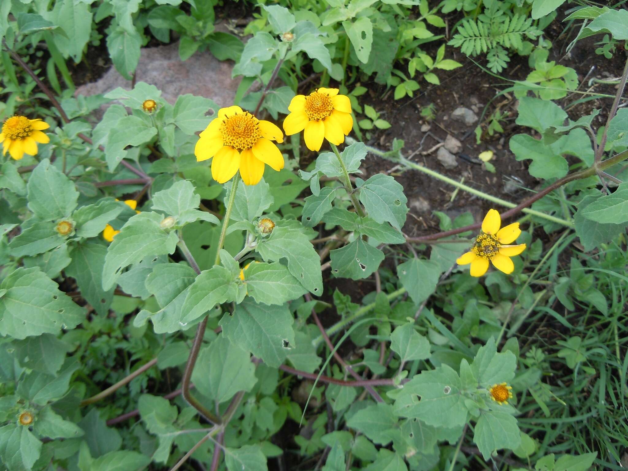 Imagem de Heliopsis annua Hemsl.