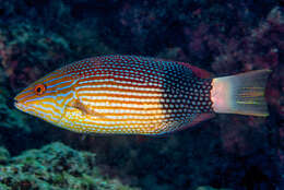 Image of Black-banded hogfish