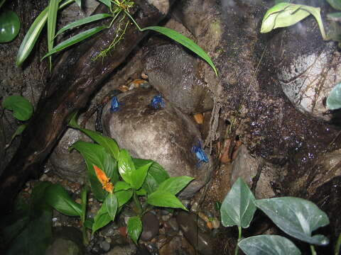 Image of Dendrobates azureus