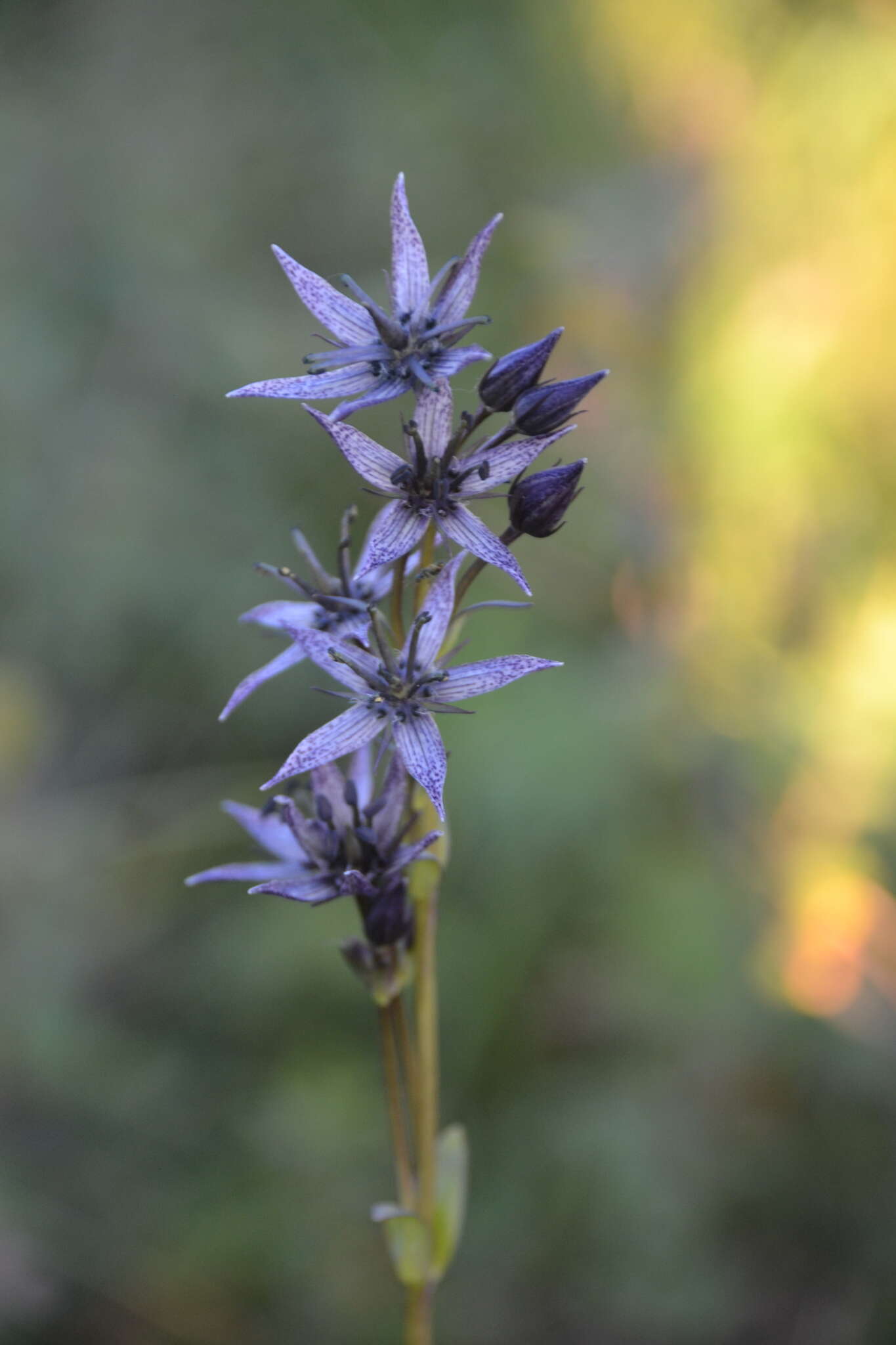 Image of Swertia perennis subsp. stenopetala (Regel & Til.) Worosch.