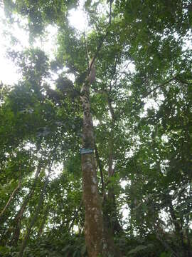 Image of Indian laurel