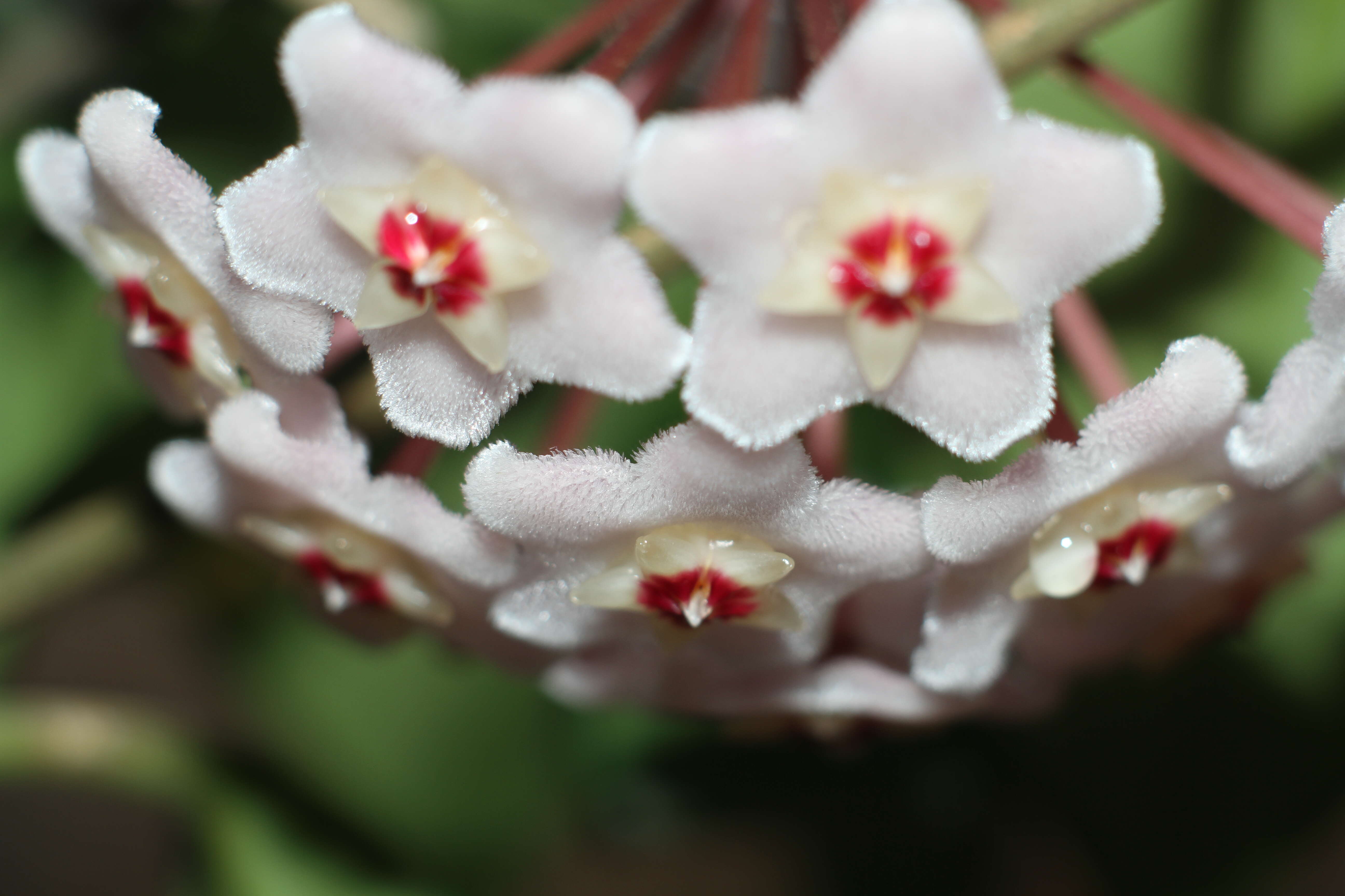 Image of porcelainflower