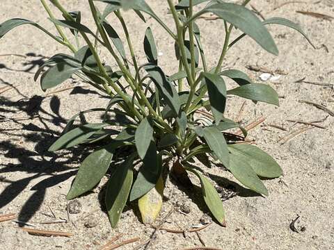 Image of Platyschkuhria integrifolia (A. Gray) Rydb.