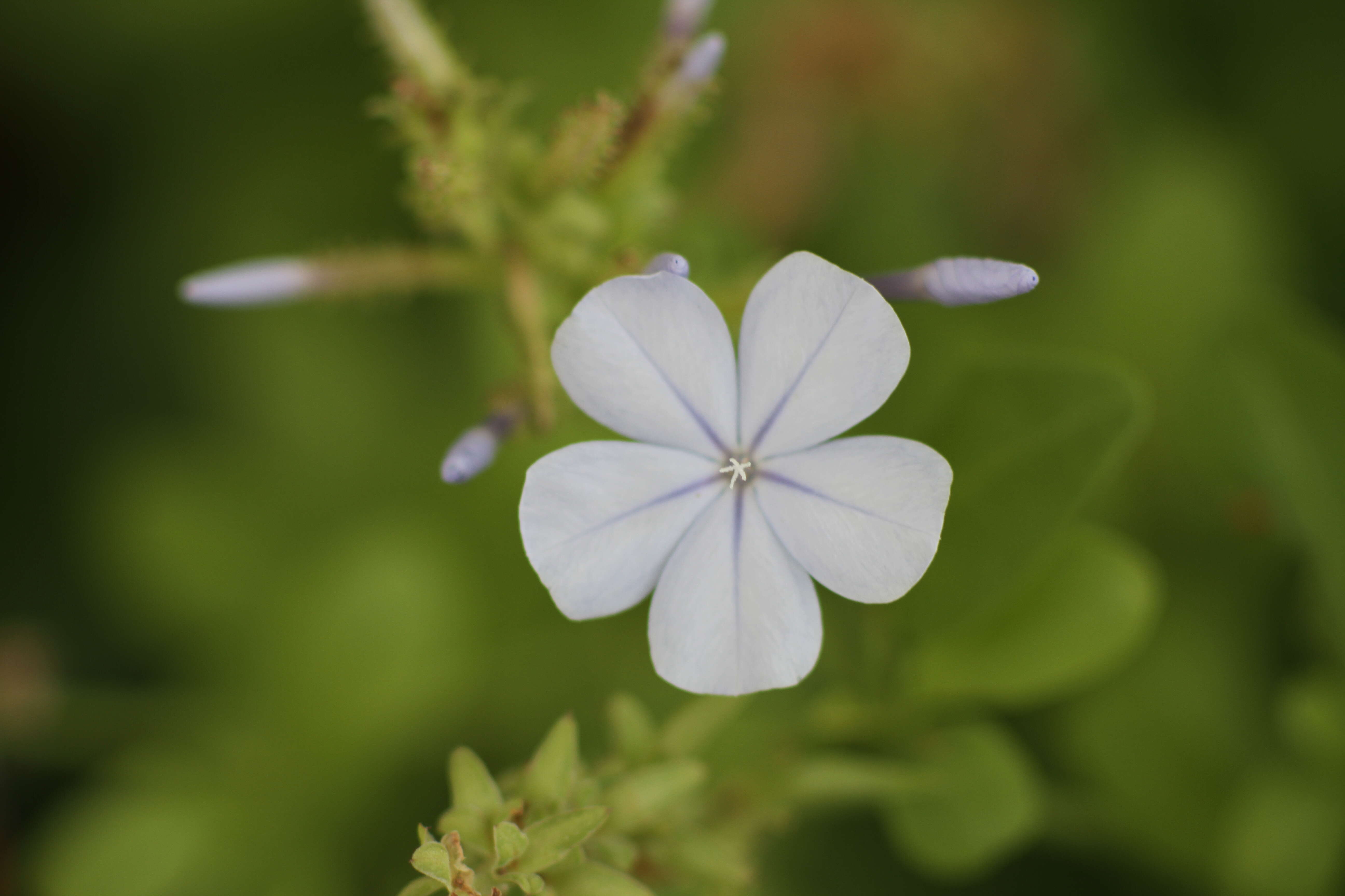 Image of Plumbago europaea L.