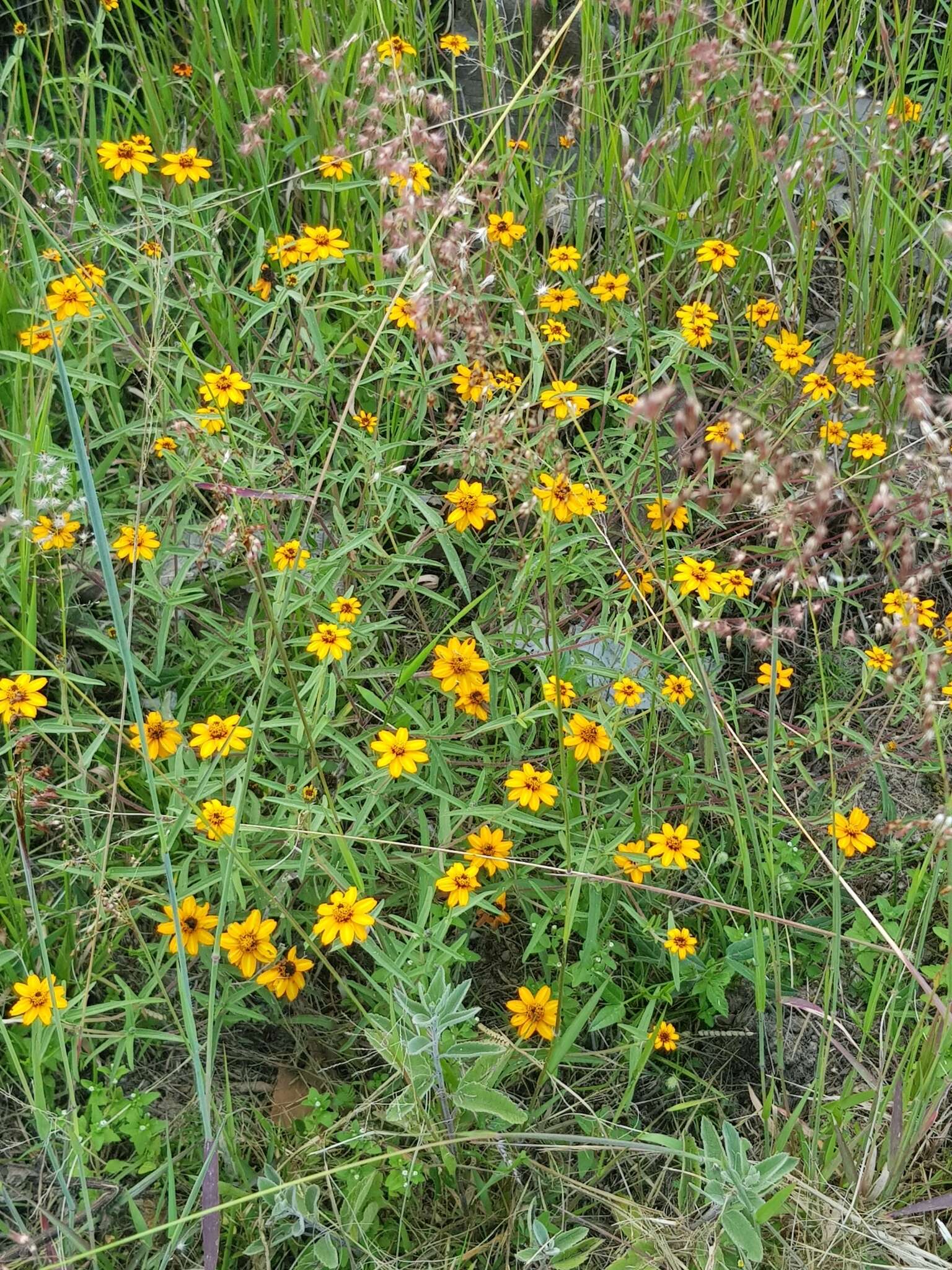 Image of narrowleaf zinnia