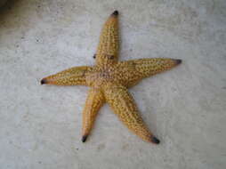 Image of northern Pacific sea star