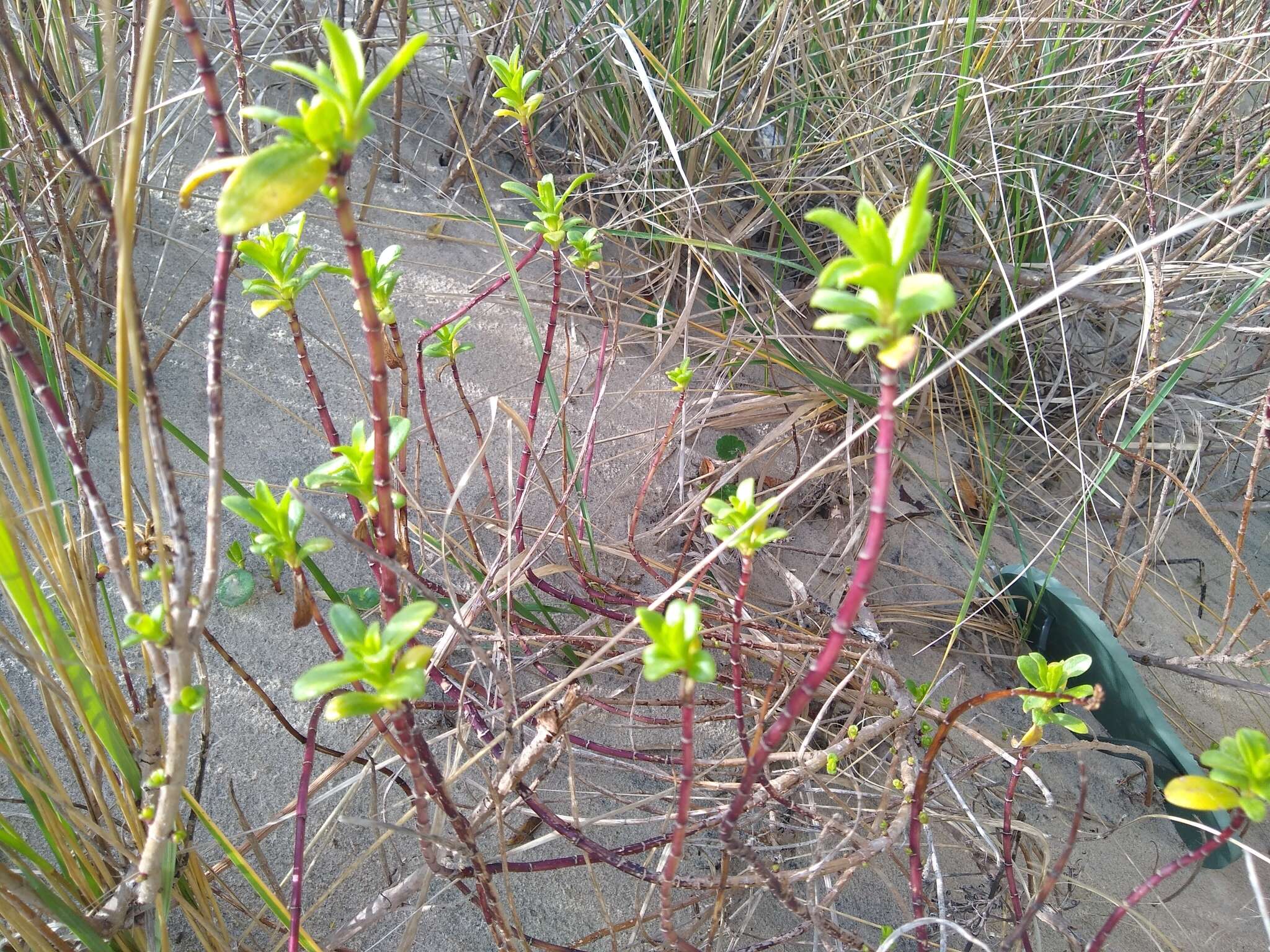 Image of seacoast marsh elder