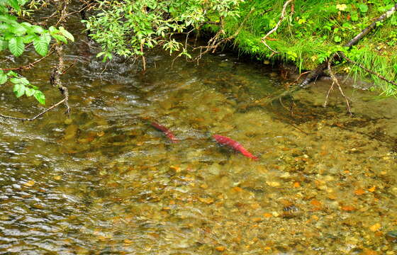 Image of Sockey Salmon