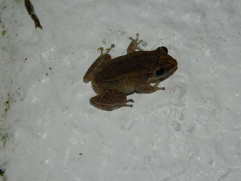 Image of Johnstone's Robber Frog