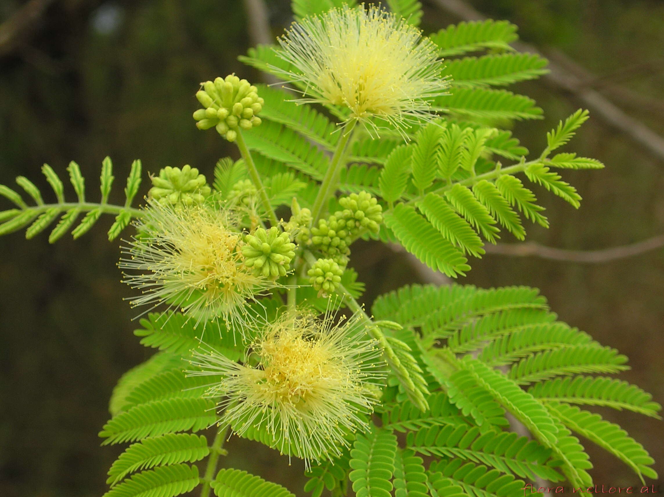 Image of Albizia amara (Roxb.) B. Boivin