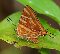 Слика од Cigaritis vulcanus