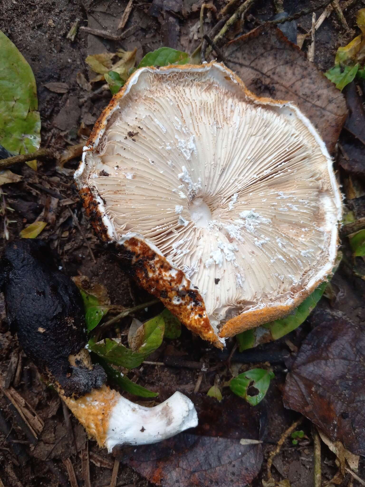 Слика од Lepiota spiculata Pegler 1983