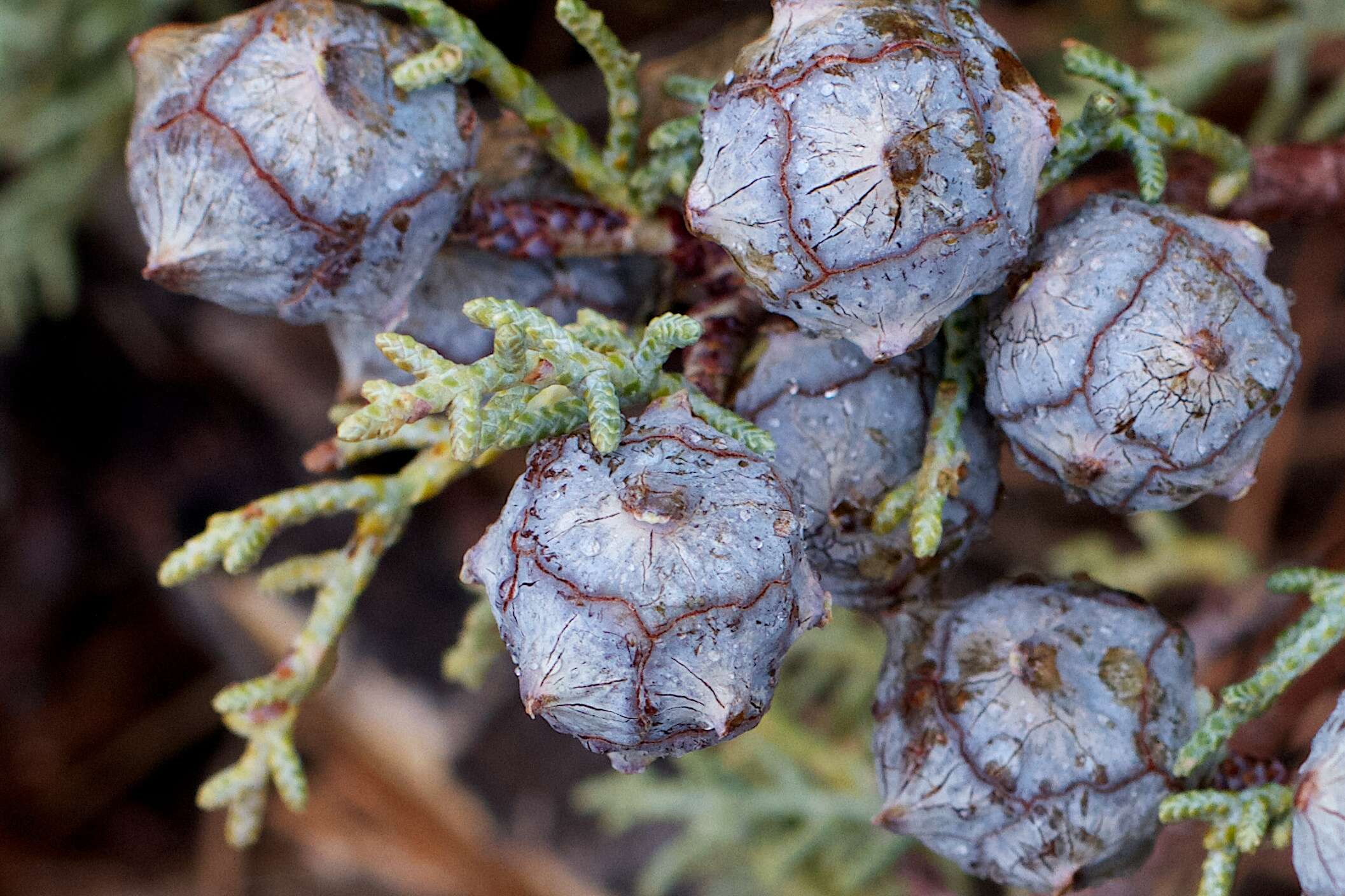 Cupressus arizonica var. glabra (Sudw.) Little resmi