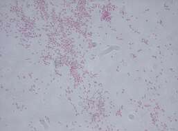 Image of Citrobacter
