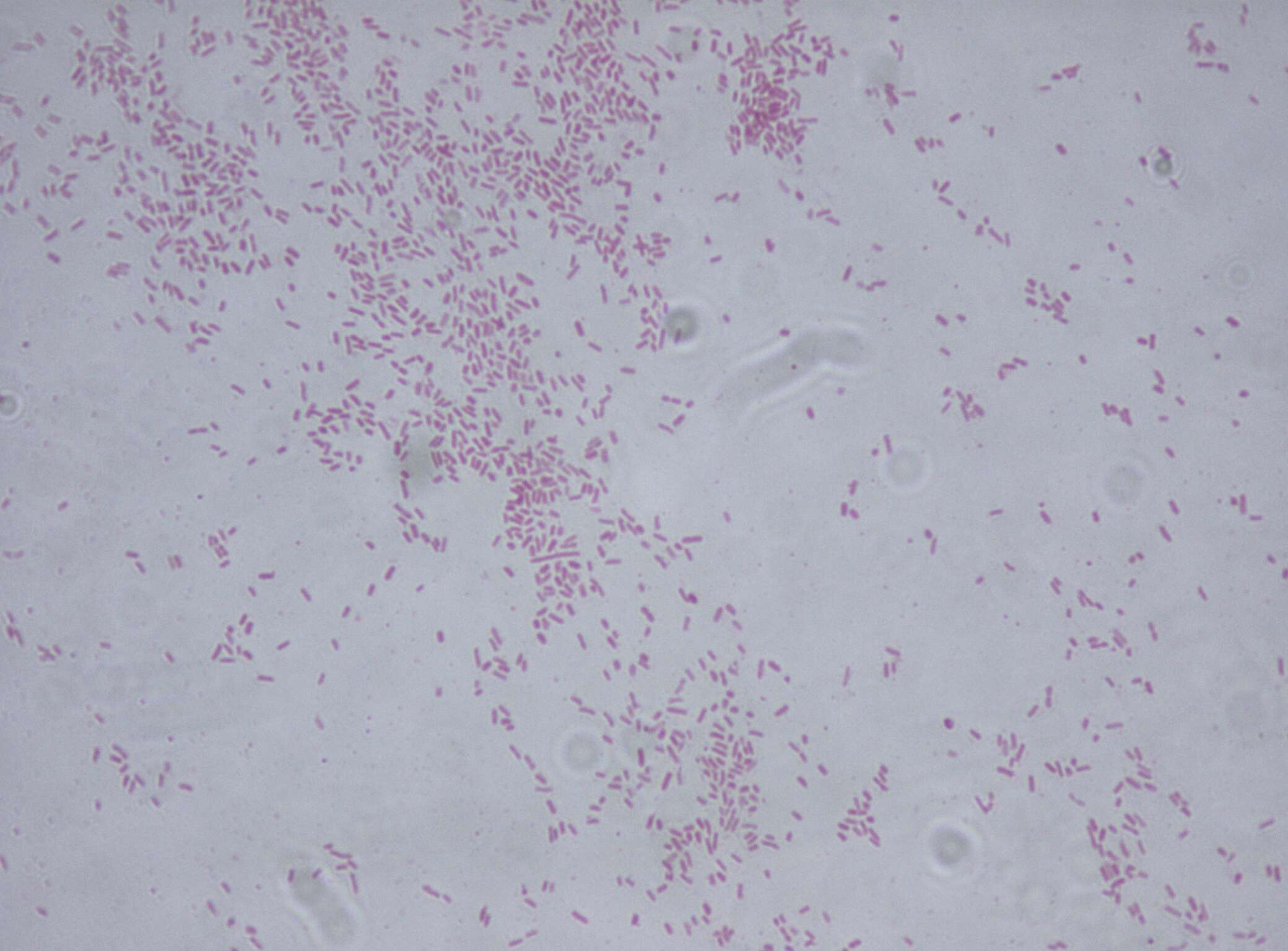 Image of Citrobacter