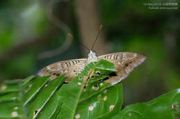 Image of Euthalia phemius Doubleday (1848)