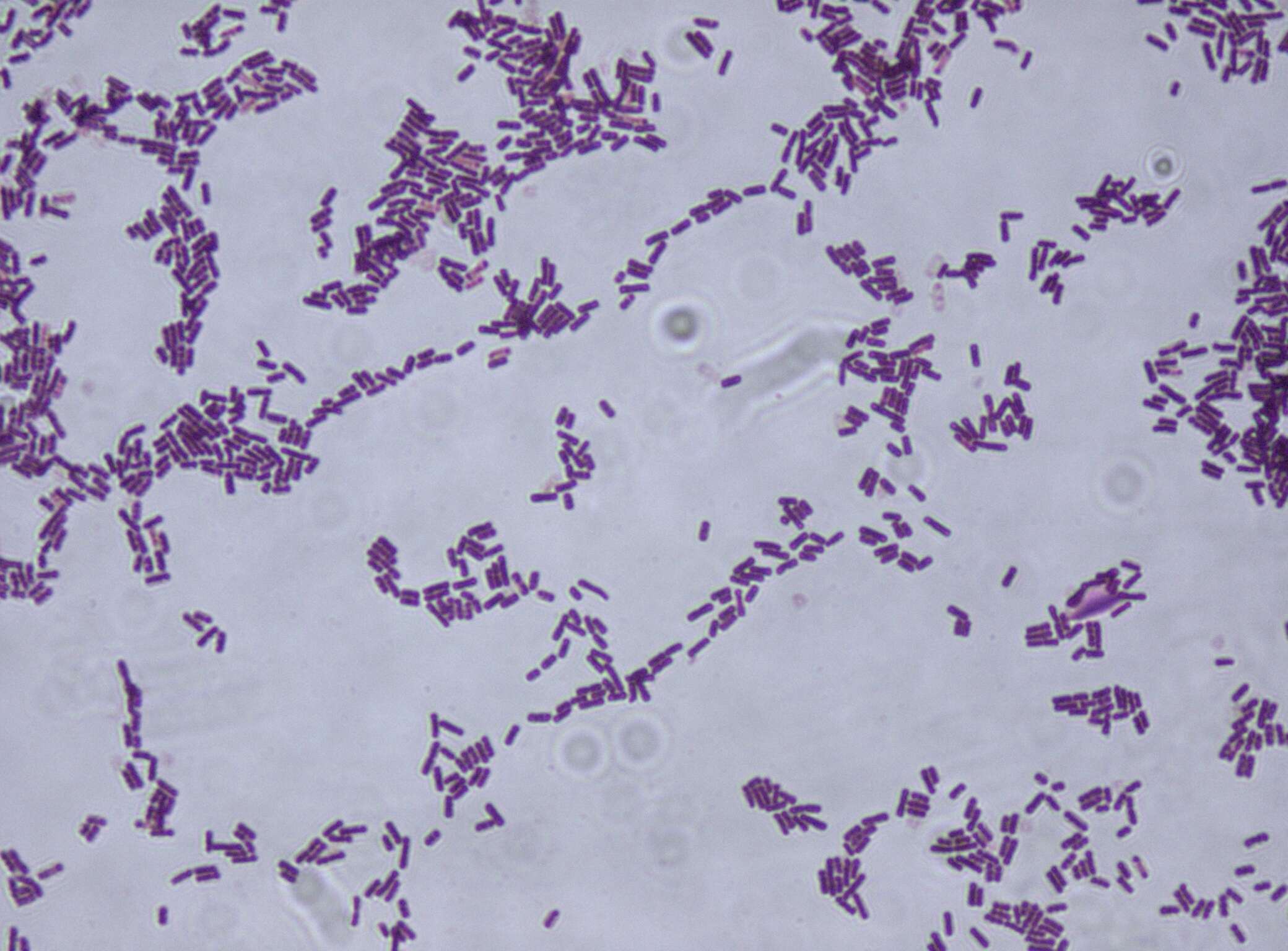 Bacillus subtilis resmi