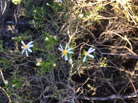 Image of Olearia muelleri (Sonder) Benth.