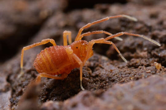 Sivun Sitalcina californica (Banks 1893) kuva