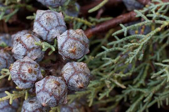 Image de Cupressus arizonica var. glabra (Sudw.) Little