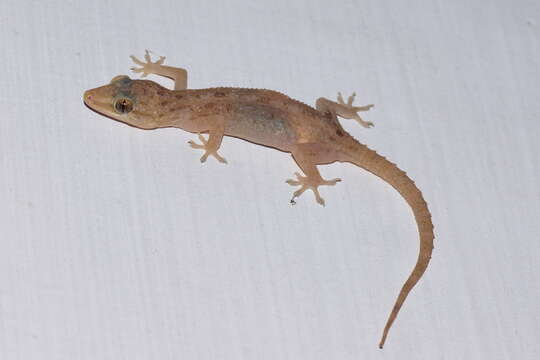 Image of Common House Gecko