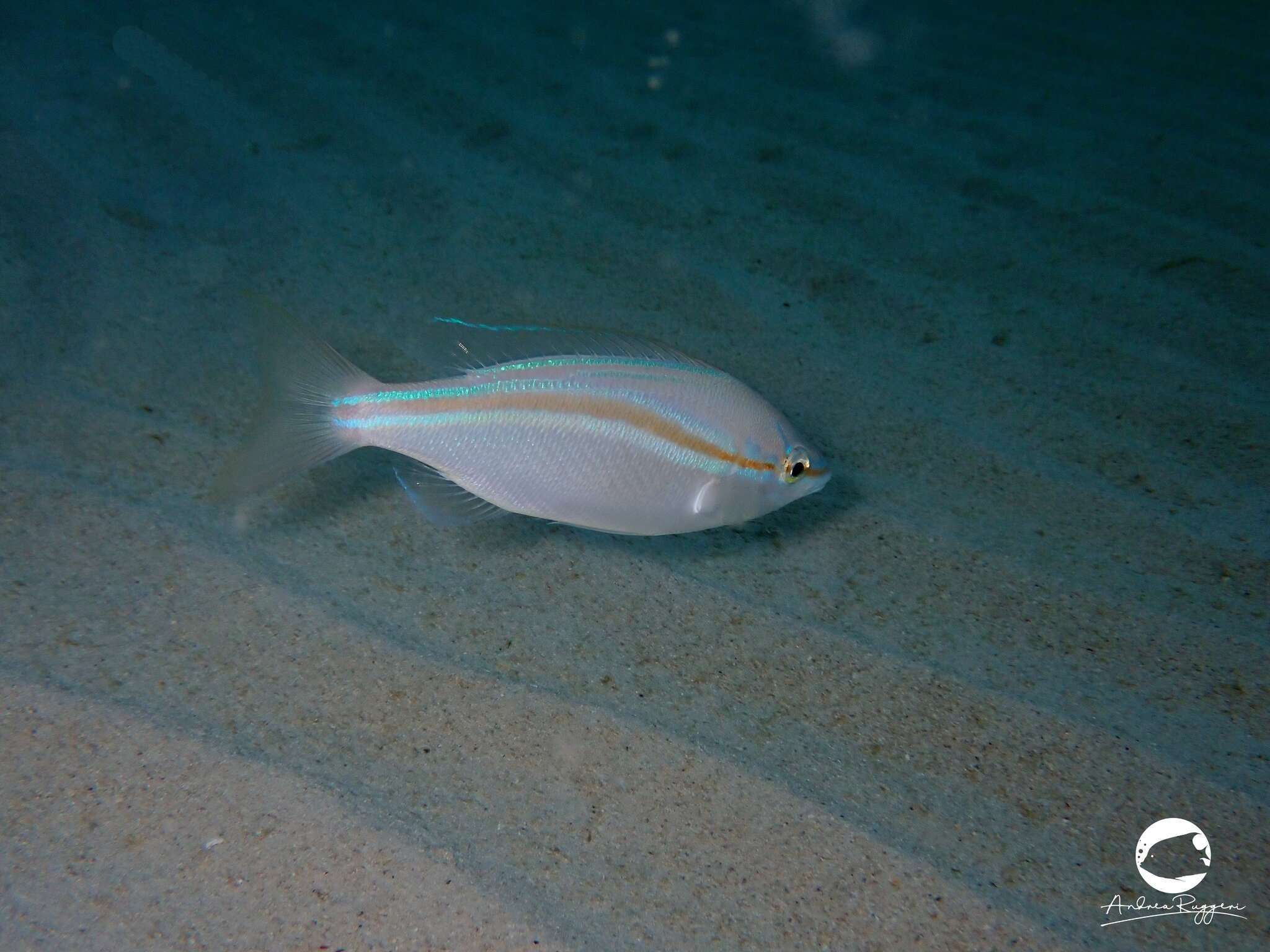 Image of Black stripe butterfish