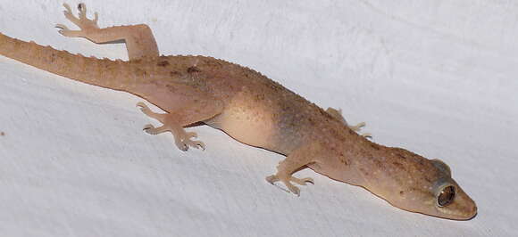 Image of Common House Gecko