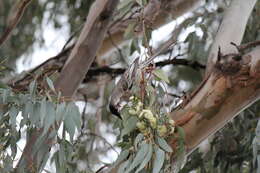 Image of Eucalyptus microcarpa (Maiden) Maiden