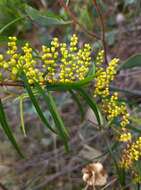 Image of Dioscorea hastifolia Nees