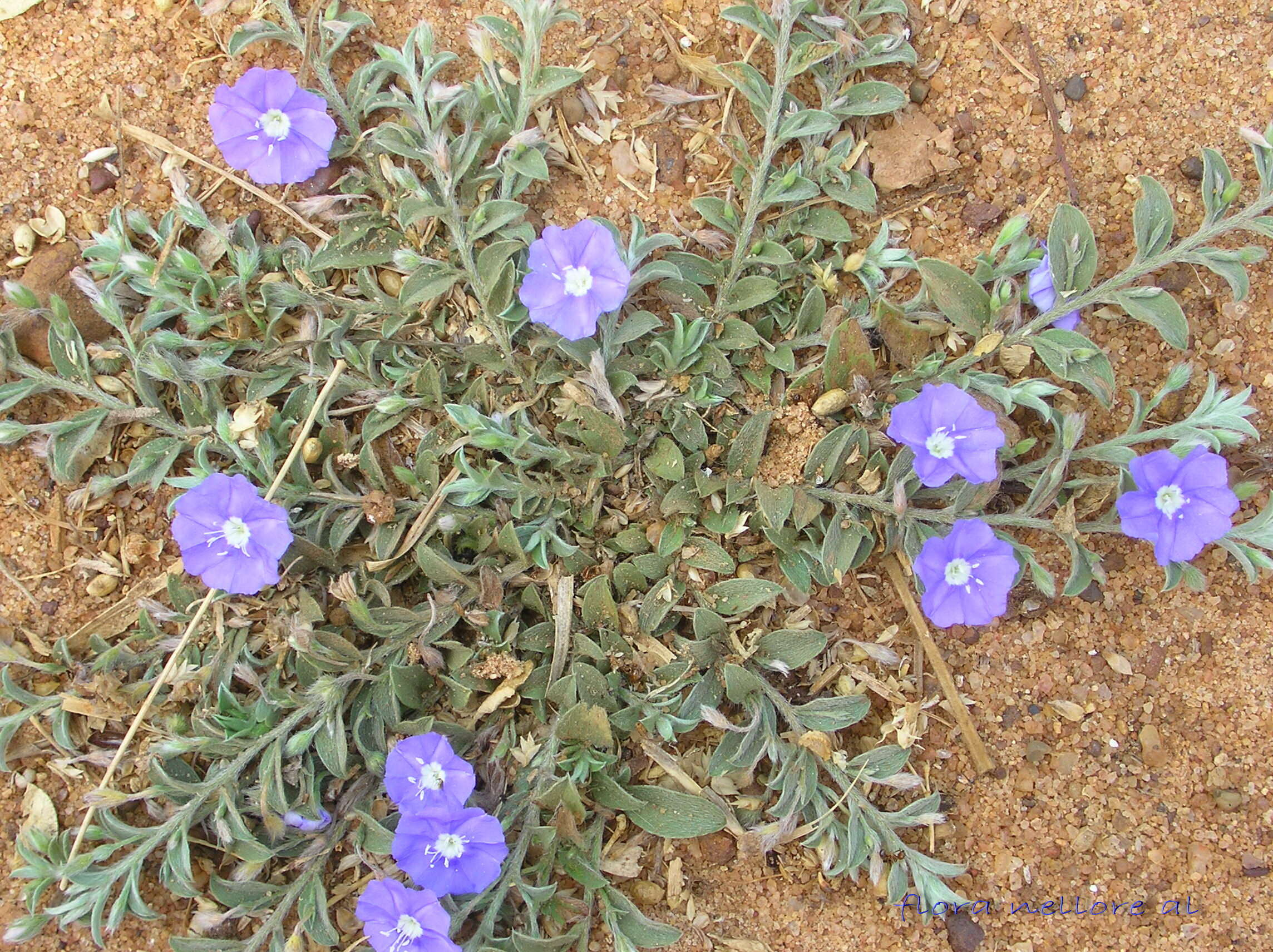 Image of slender dwarf morning-glory