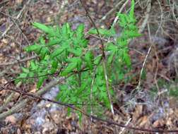 Image of Japanese climbing fern