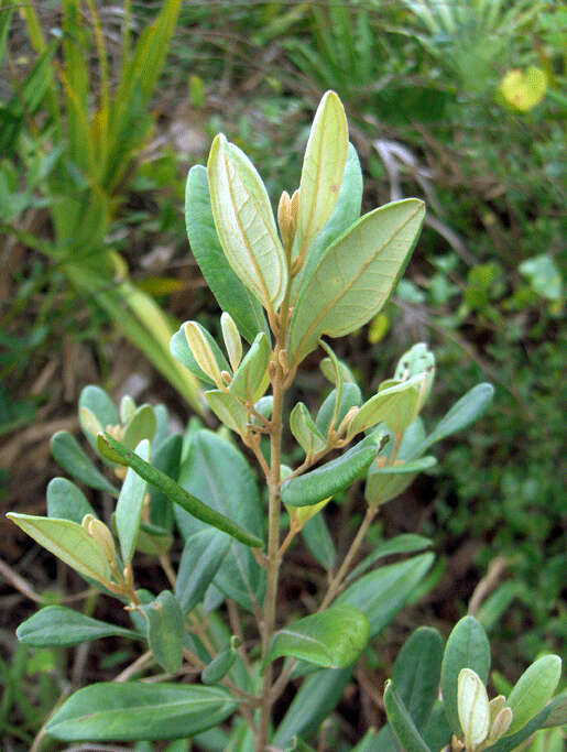 Sivun Rhodomyrtus tomentosa (Aiton) Hassk. kuva